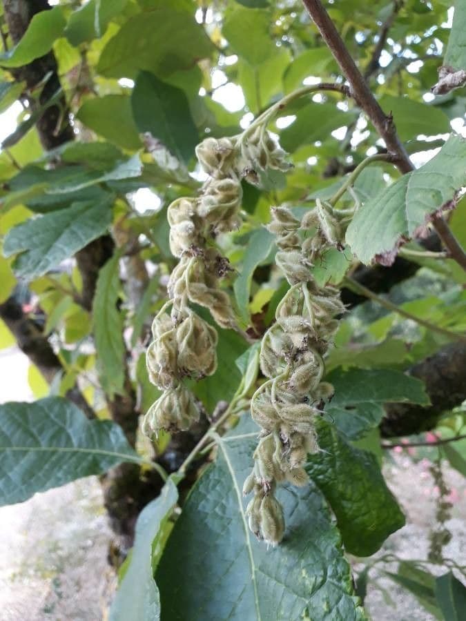 Pterostyrax hispidus 2