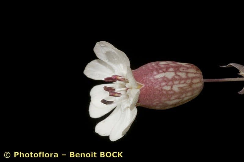 Silene a un fiore 22