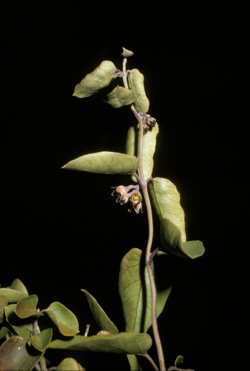 Diplolepis