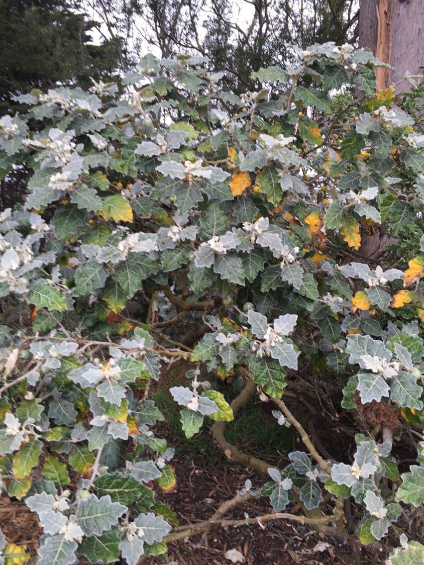 Solanum marginatum 7