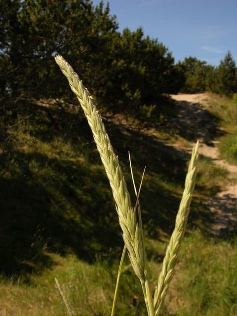 Elimo sabbioso 10