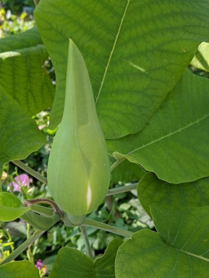 Magnolia à grandes feuilles 28