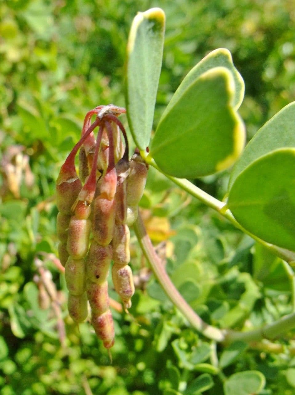 Coronilla coronata 4