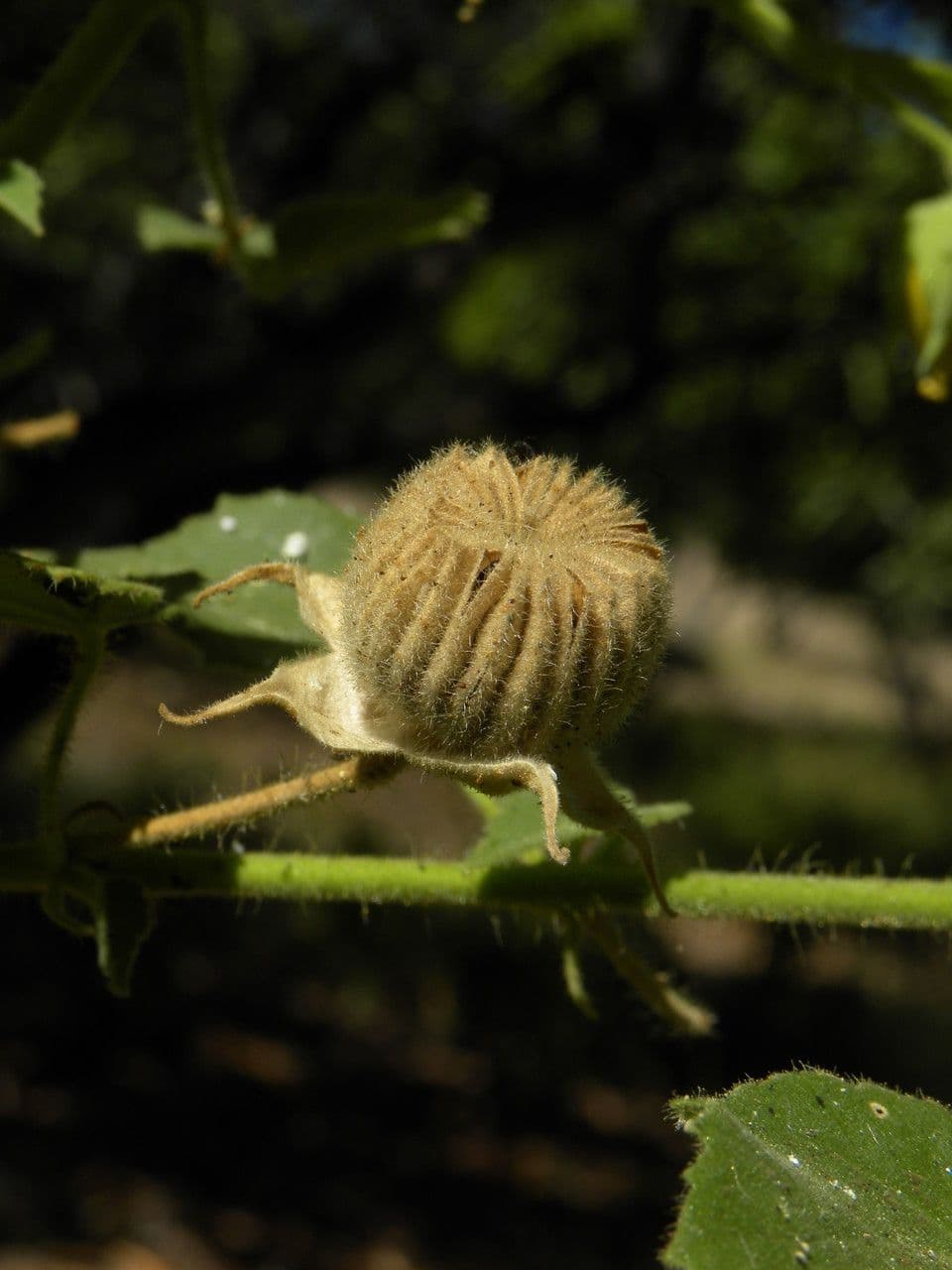 Abutilon 3