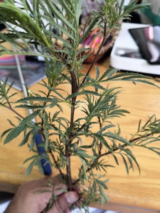 Tagetes minuta 24