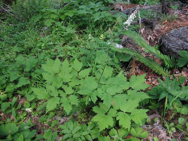 Actaea alta 8