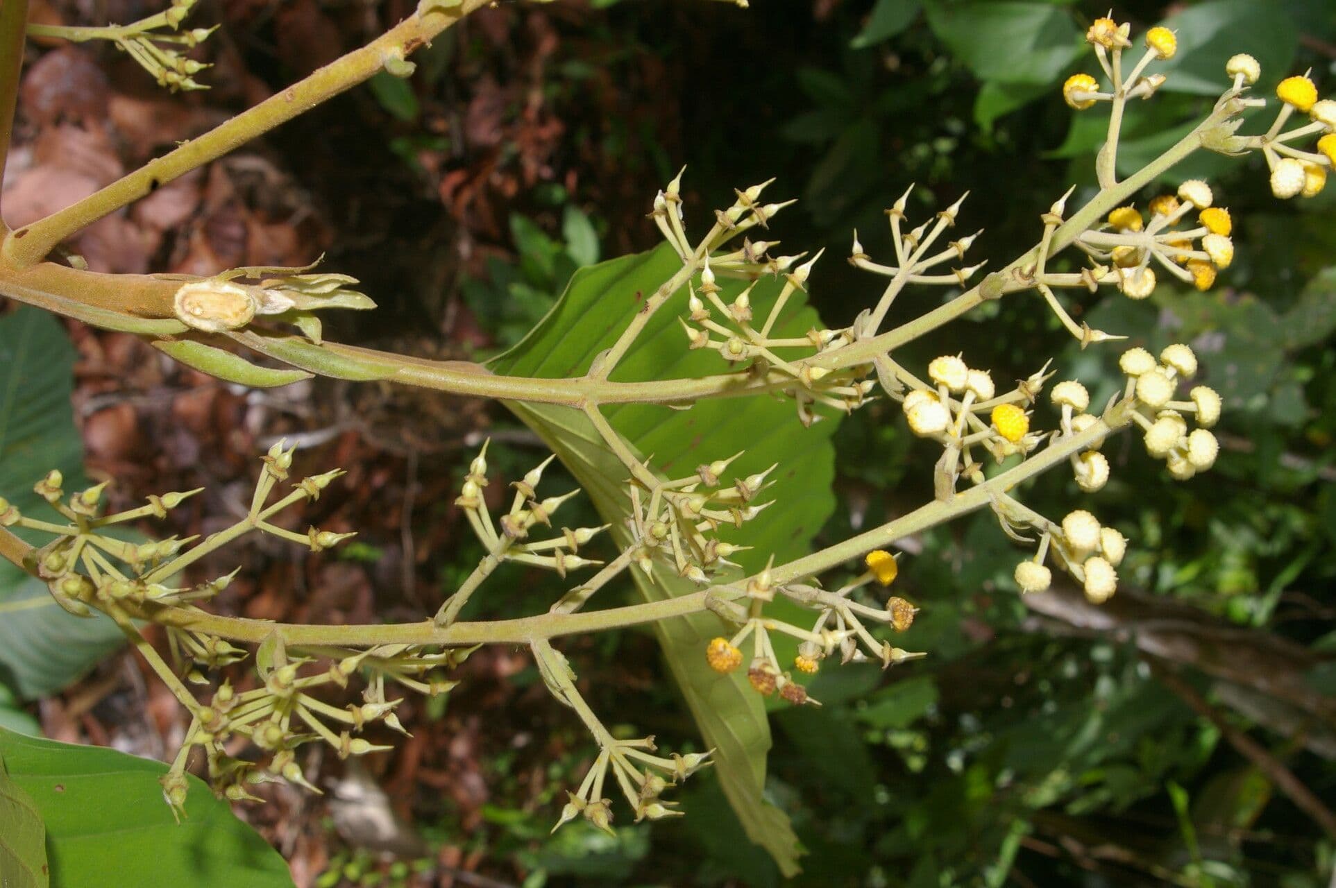 Sloanea 2