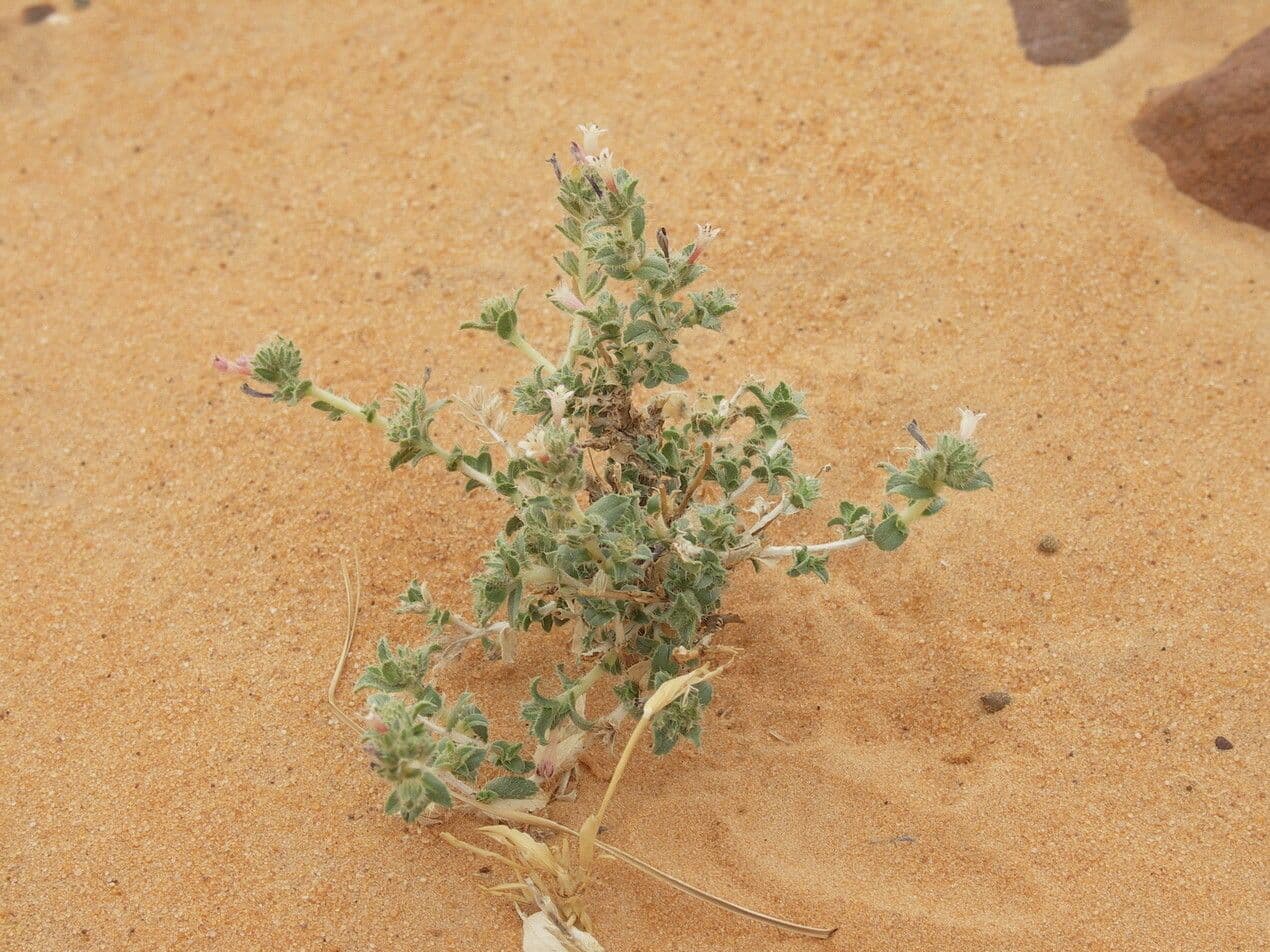 Moltkiopsis ciliata 8