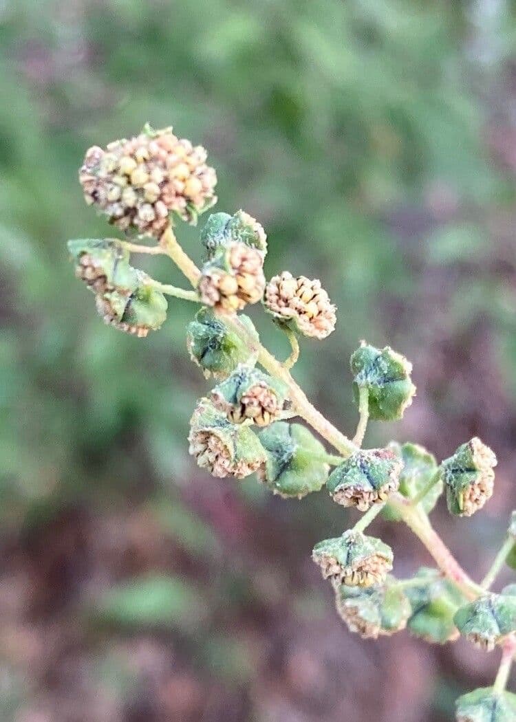 Ambrosia trifida 2