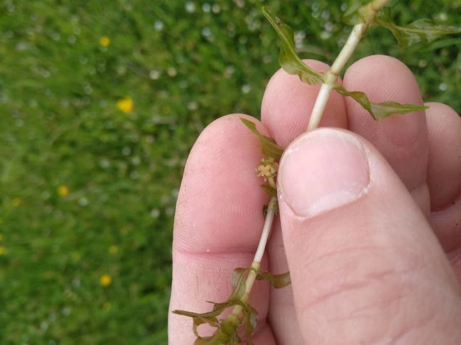 Groenlandia densa 5