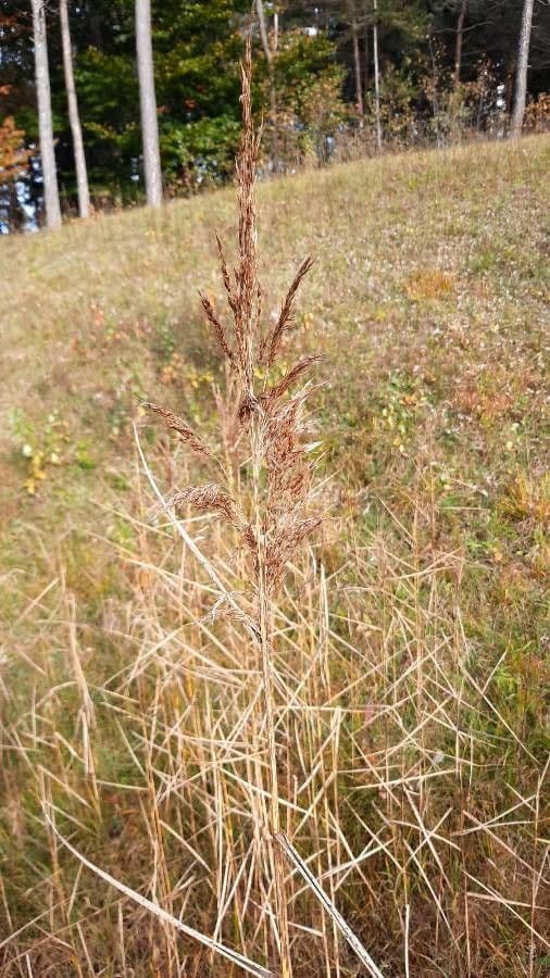 Sorghastrum nutans 3