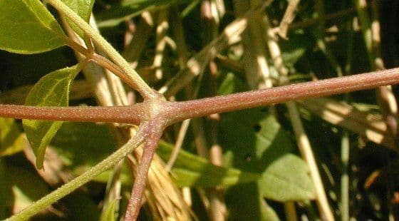 Clematide virginiana 23