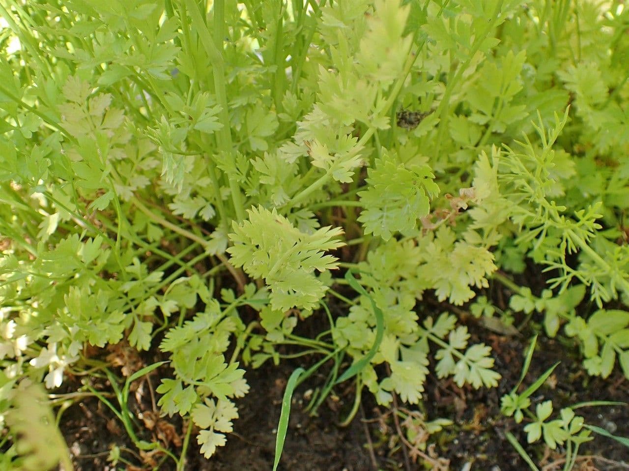 Oenanthe pimpinelloides 12