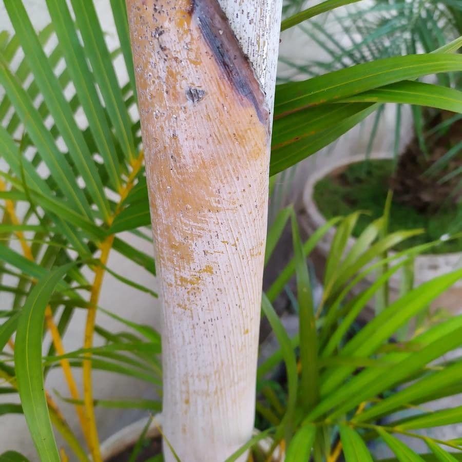 Areca dorée 27