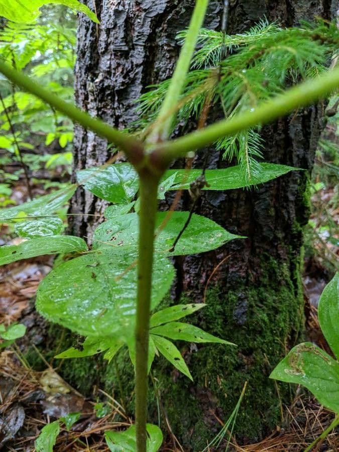 Aralia a stelo nudo 22