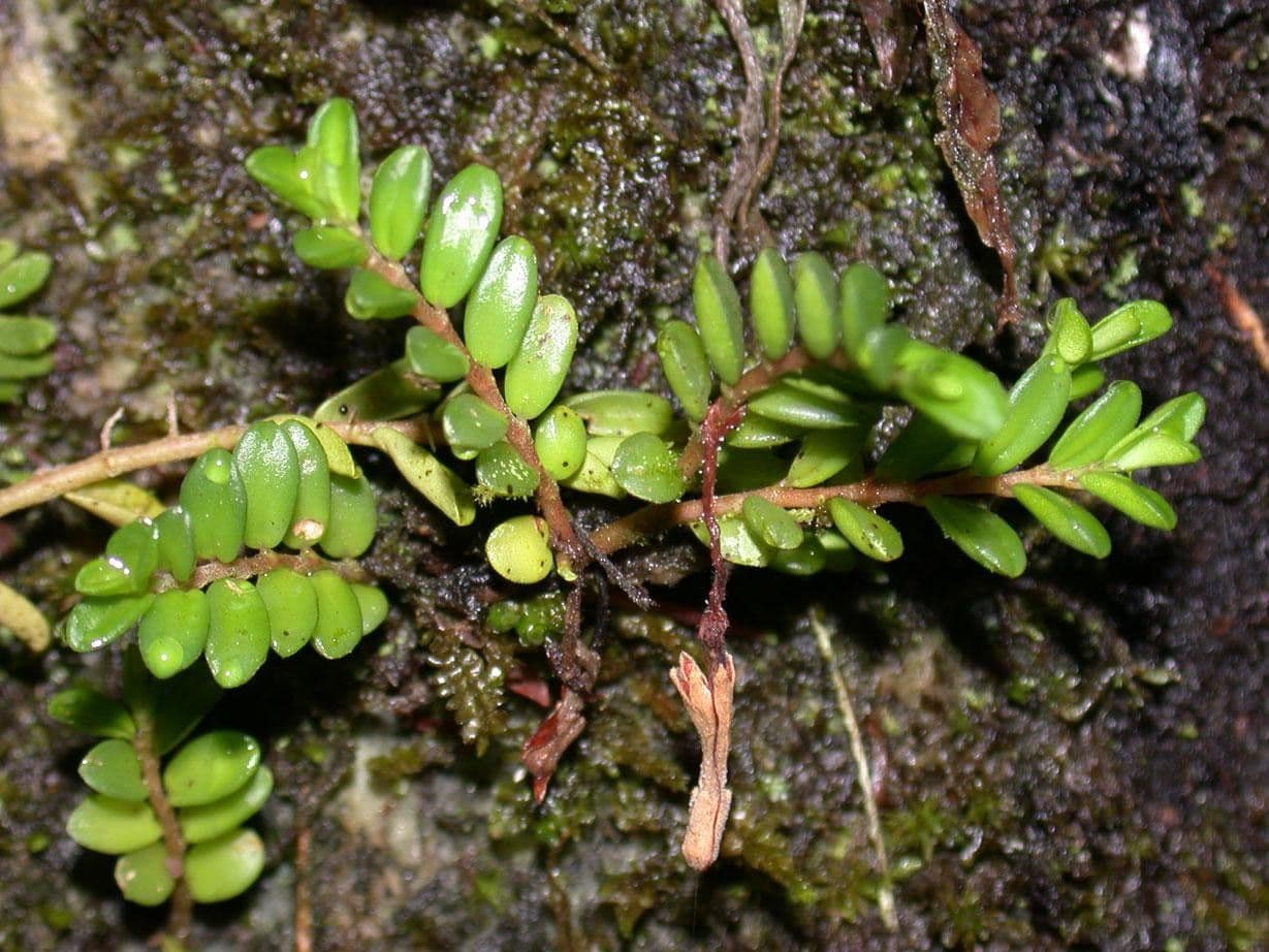 Peperomia 3