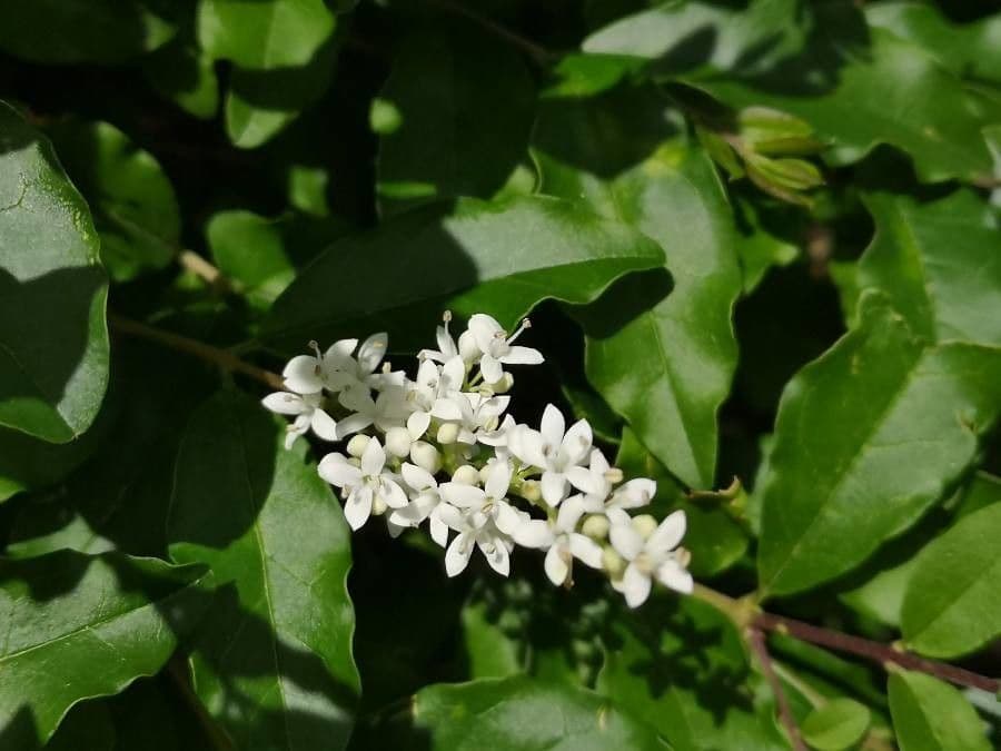 Chinesischer Liguster 10