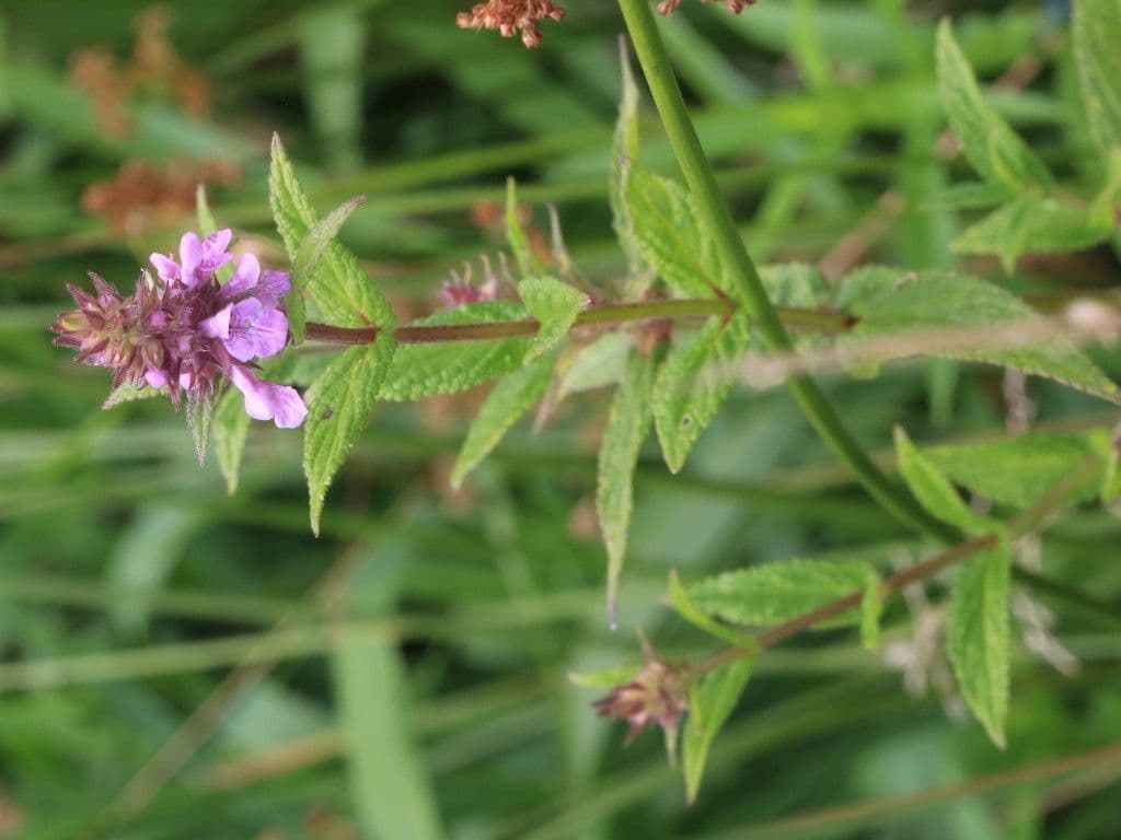 Betonica palustre 28