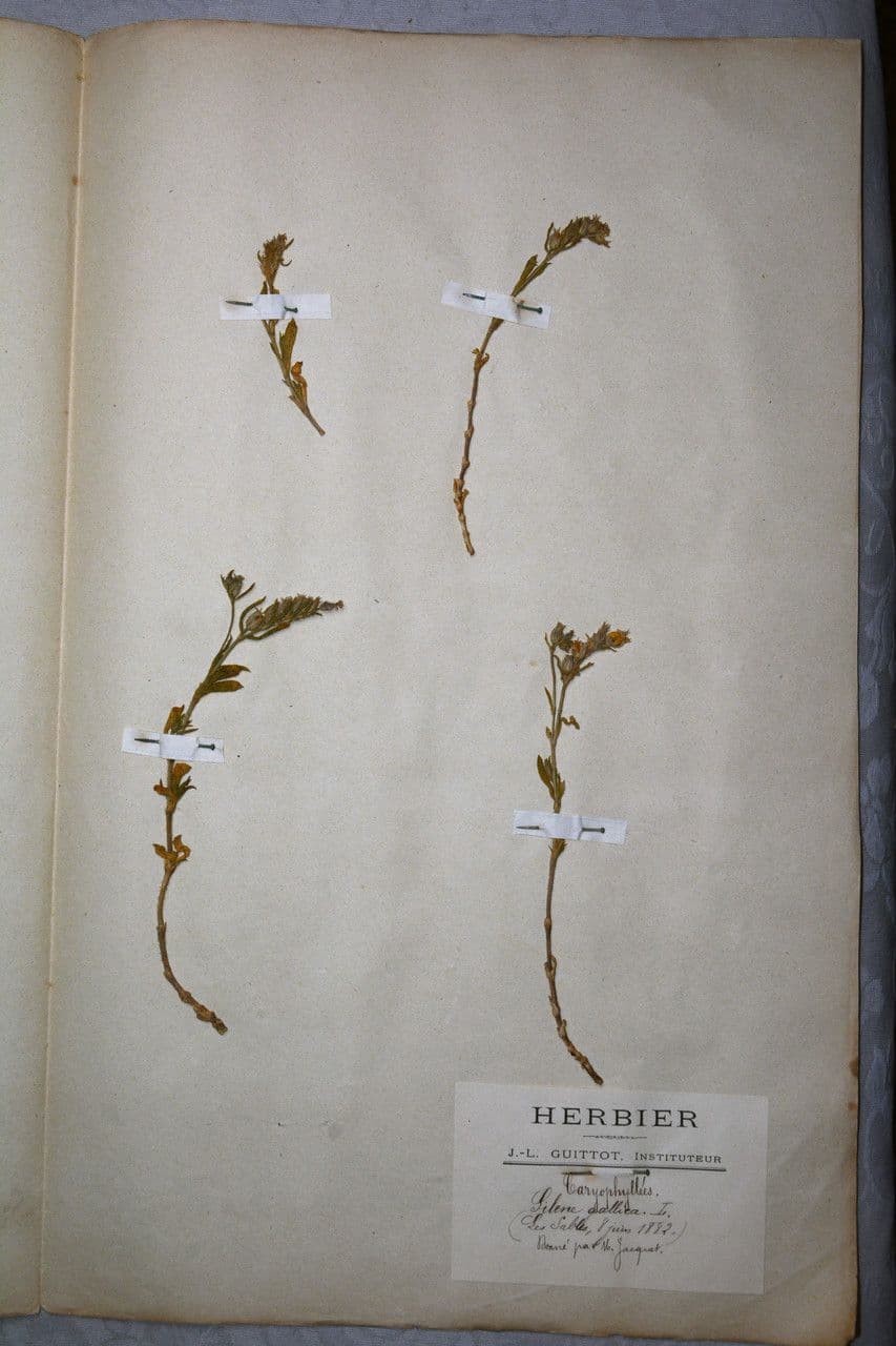 Silene gallica 27