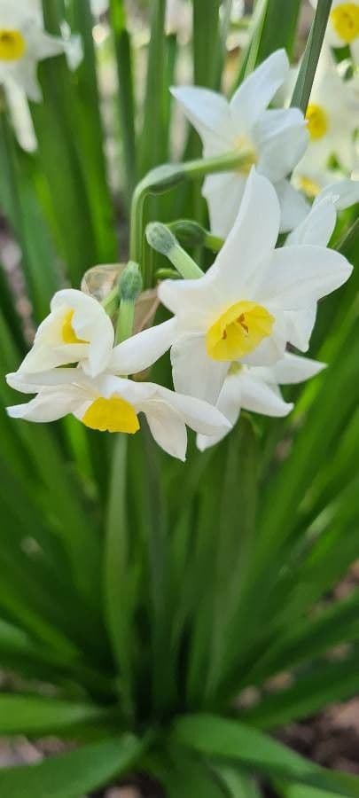 Narciso tazetta 27