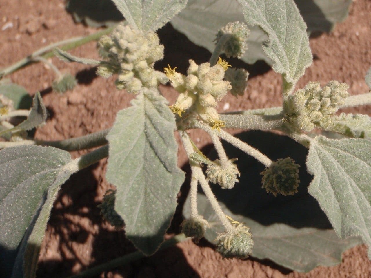 Chrozofora 25