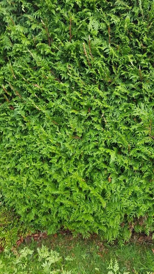 Northern white-cedar 14