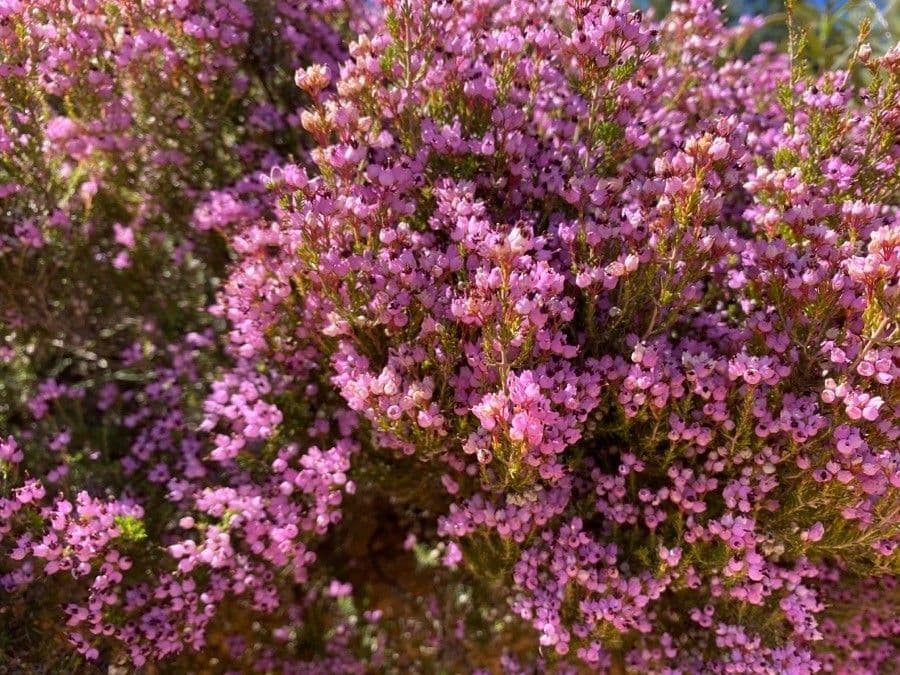 Spanische Glockenheide 3