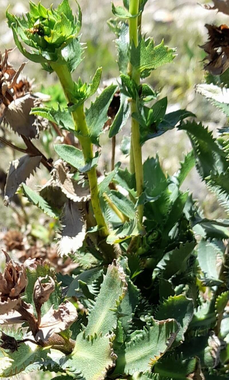 Grindelia 8
