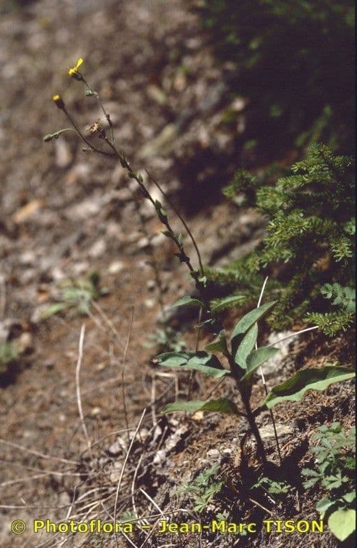 Épervière 2