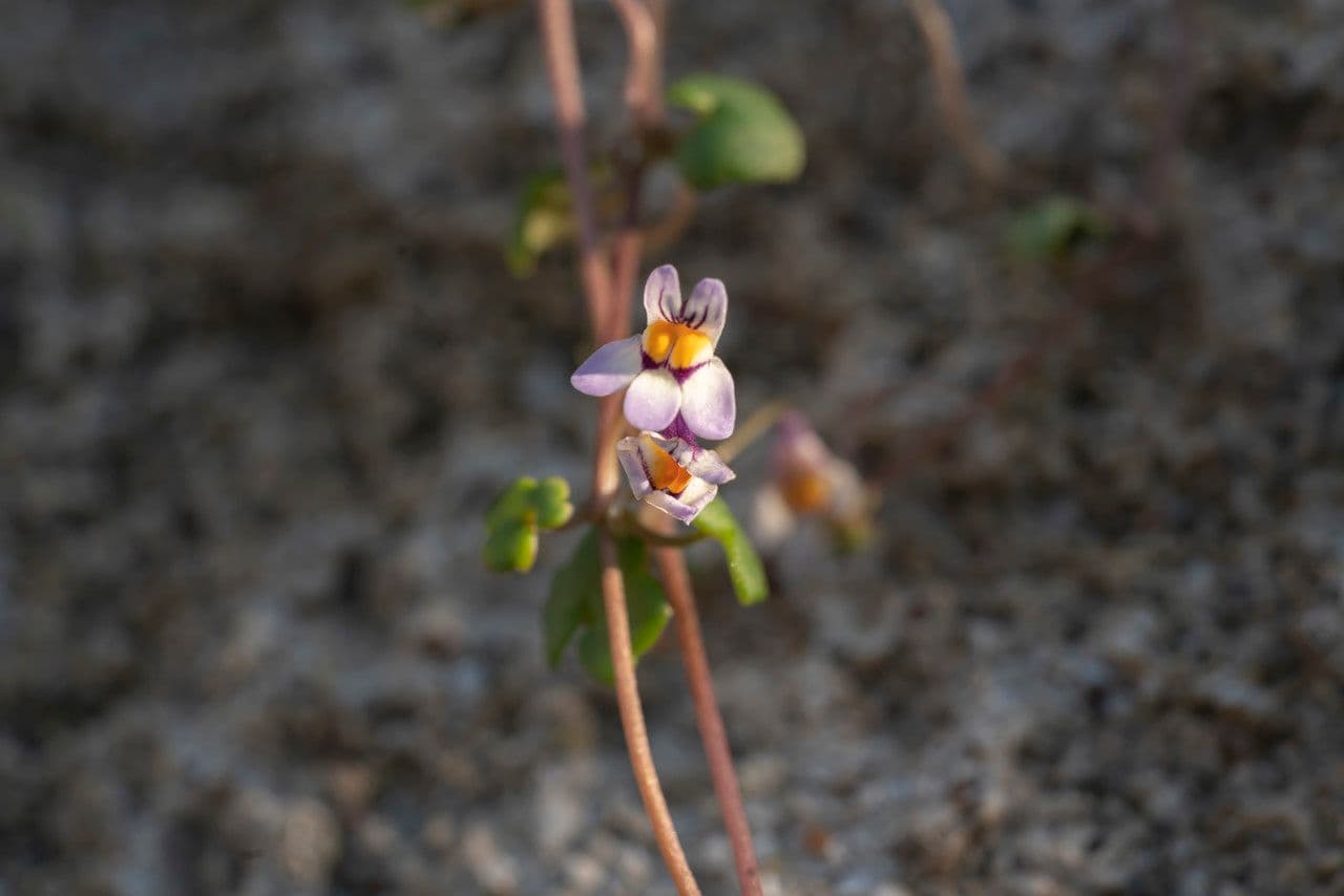 Cymbalaria 2
