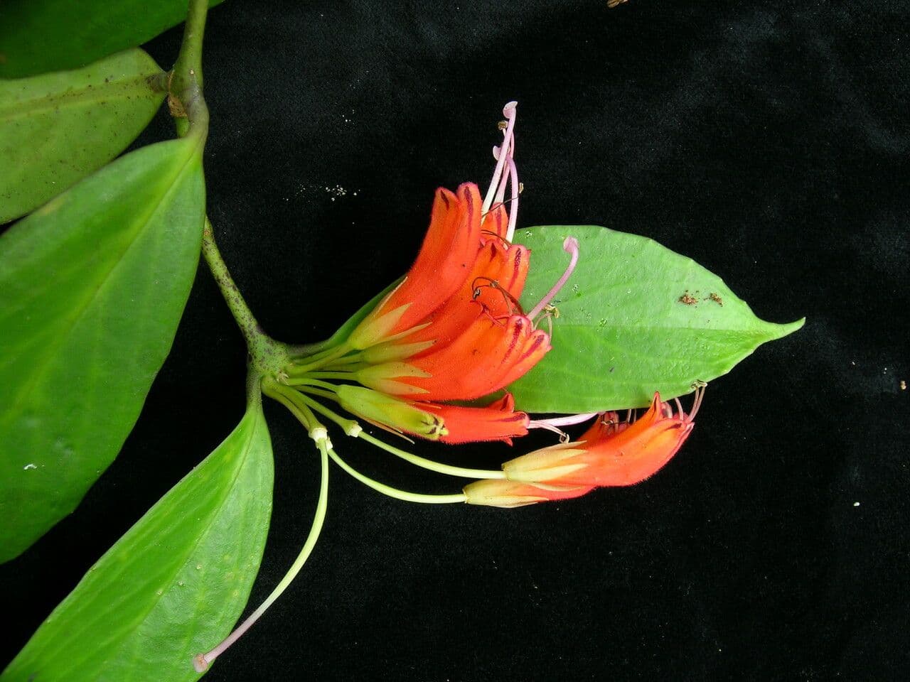 Kleinblütige Lippenstiftblume 6