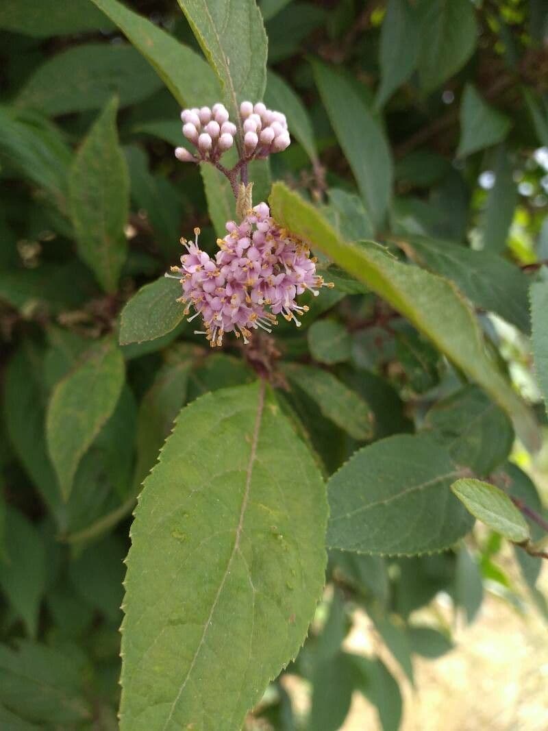 Callicarpa giapponese 8