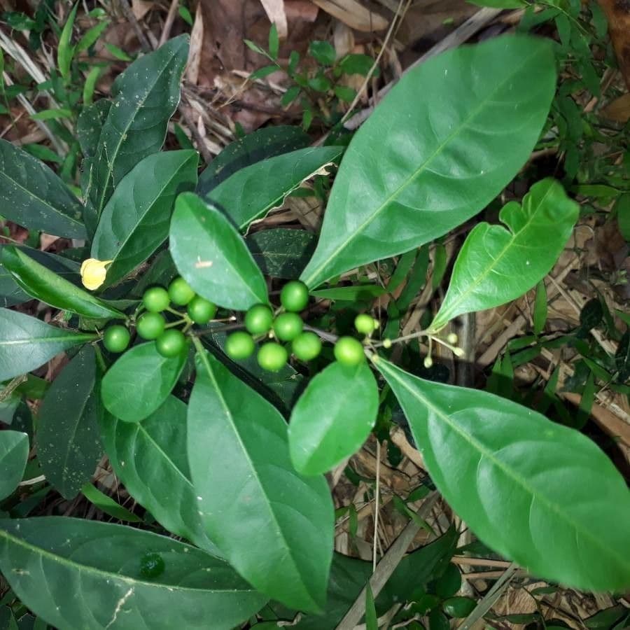Solano de dos hojas 17