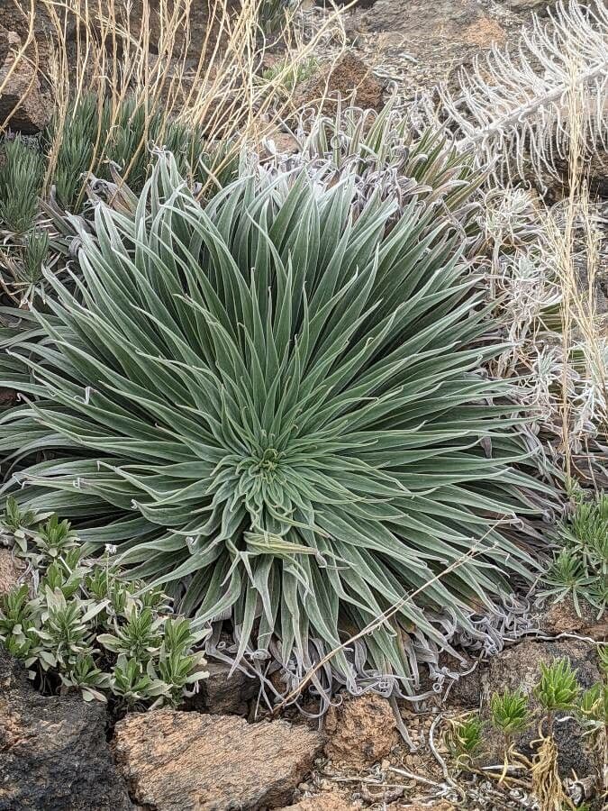 Echium di Wildpret 15
