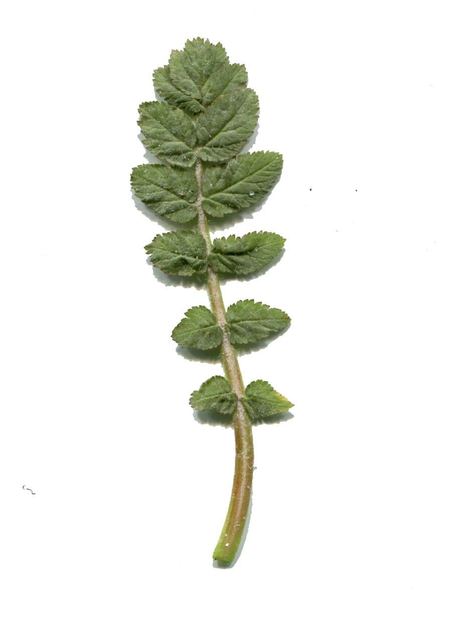 Rendlík 26