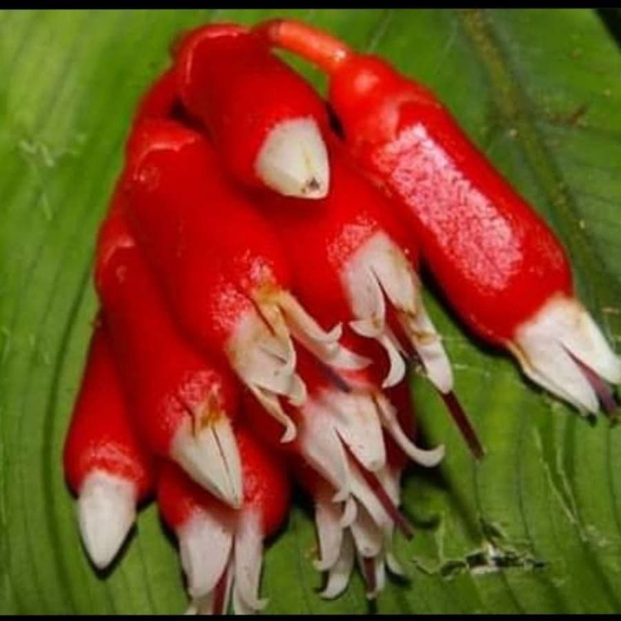 Psammisia ramiflora 5