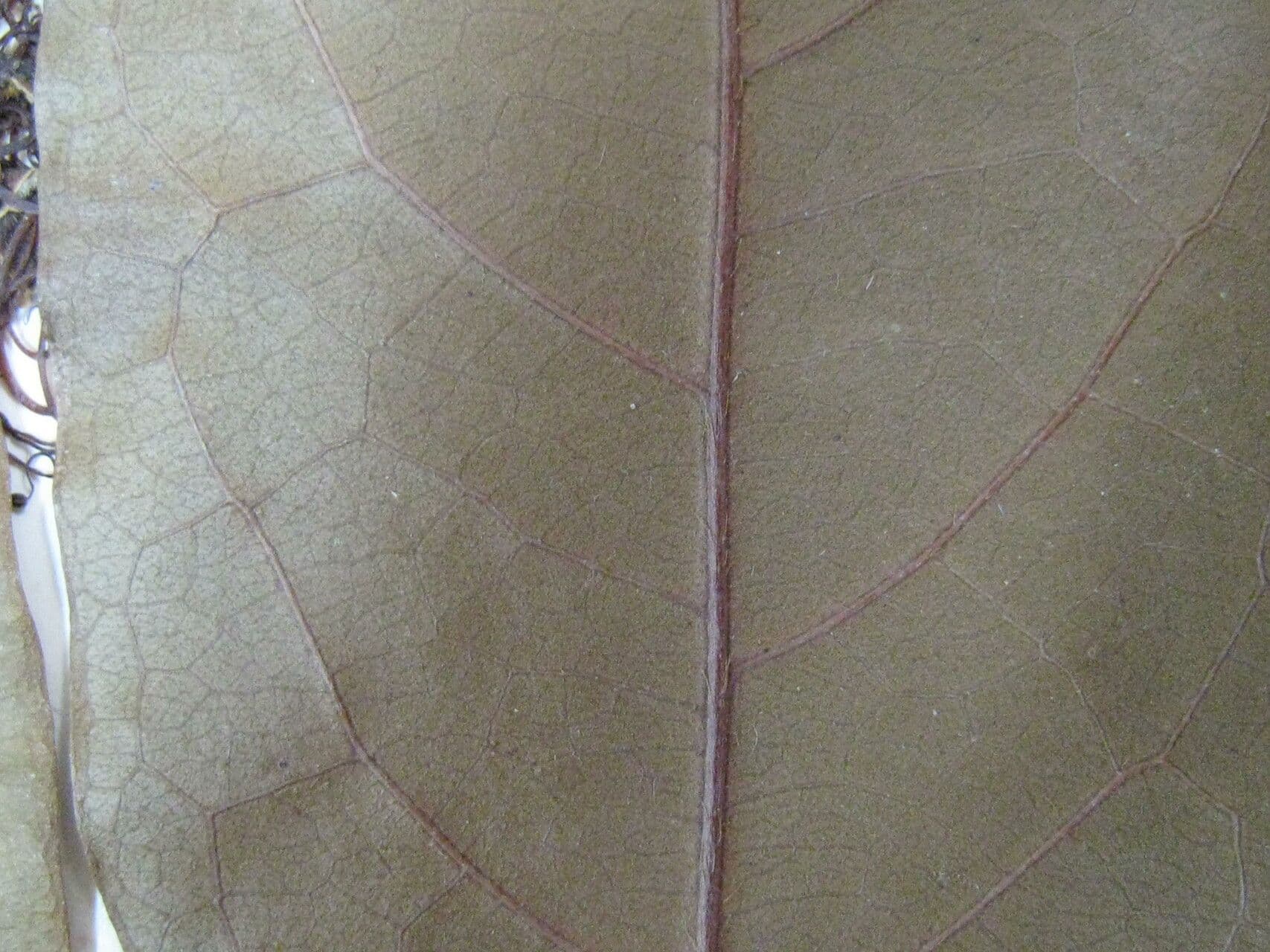 Hirtella 18