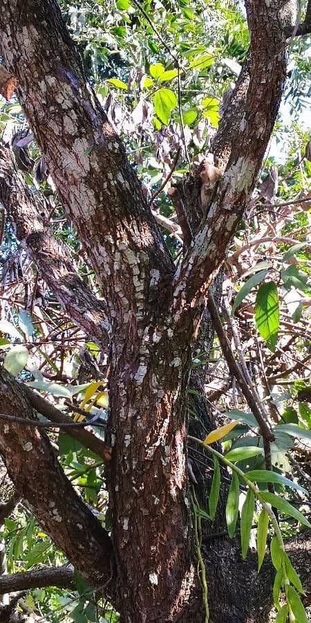 Ehretia acuminata 17