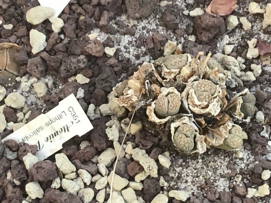 Lithops 6