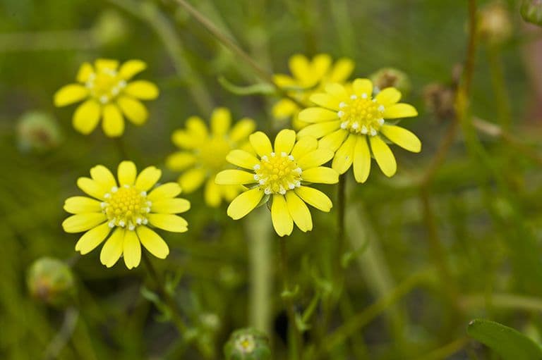 Blennosperma