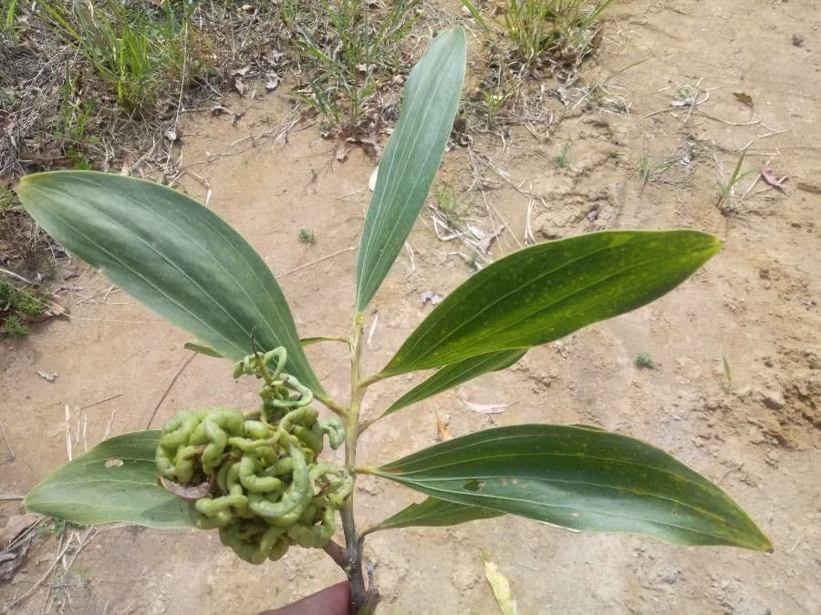 Akacja mangium 19