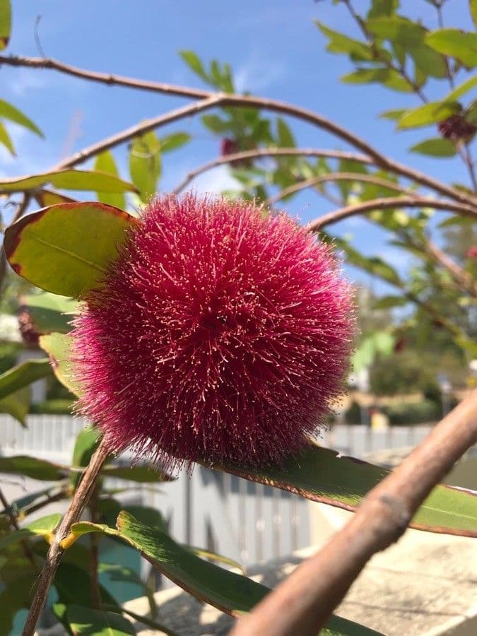 Syzygium 3
