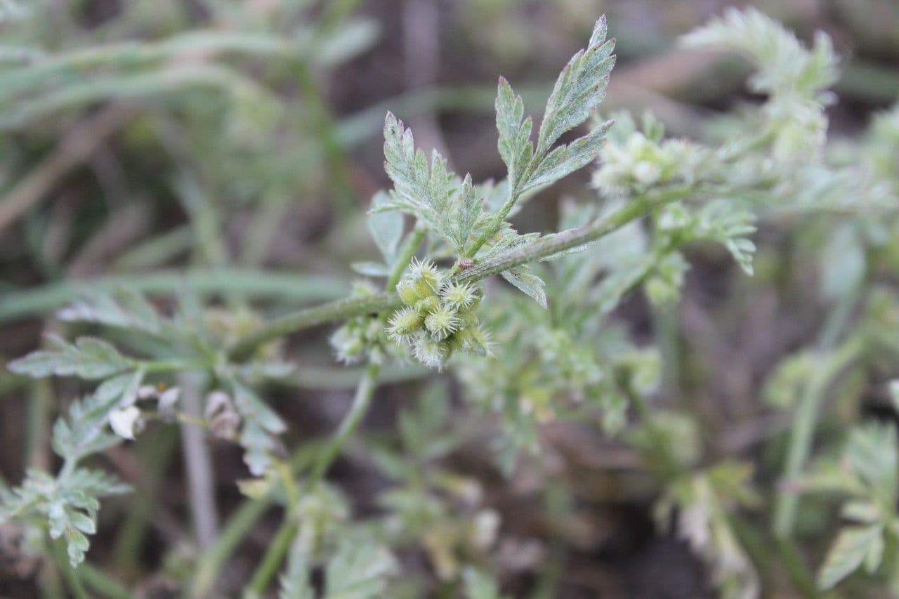 Lappola nodosa 28