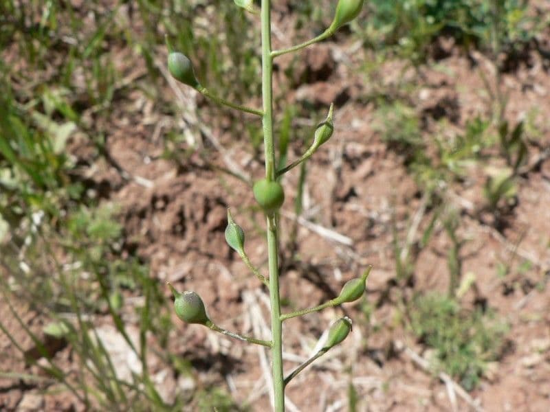 Miagro a frutti piccoli 4
