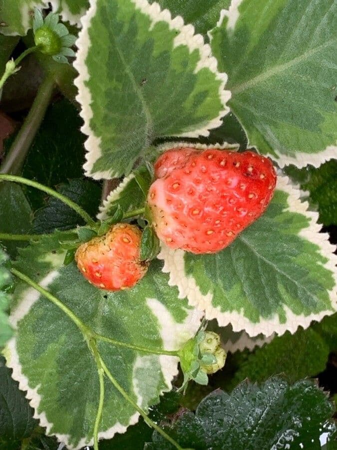 Fragola comune 2
