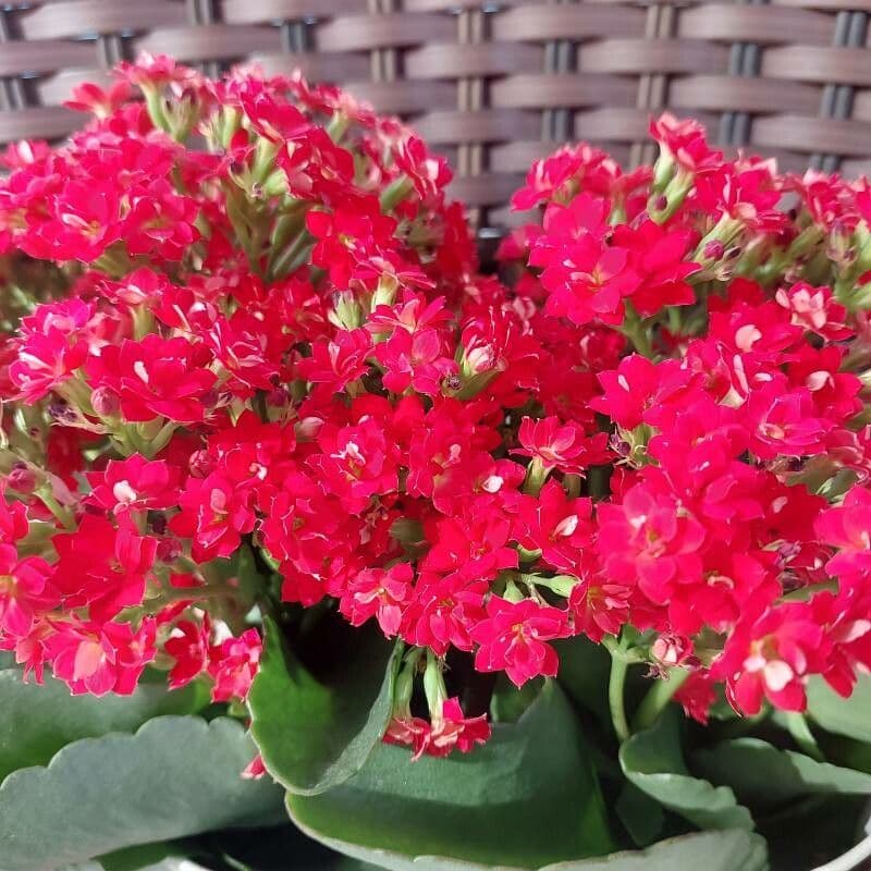 Kalanchoe 3