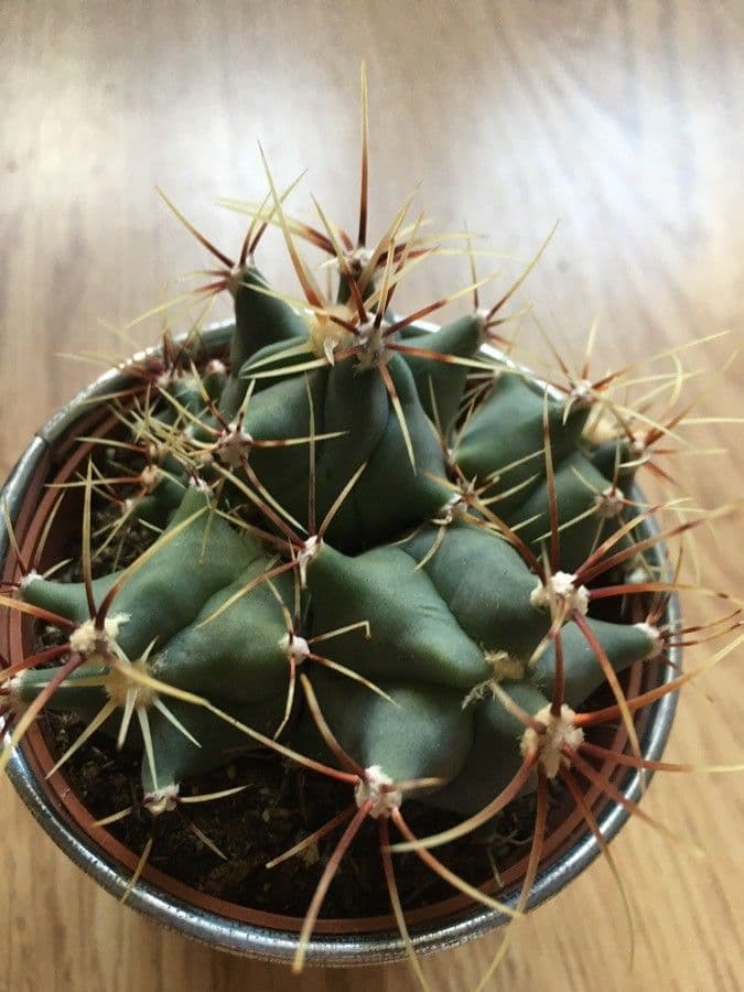 Cactus a botte di Emory 11
