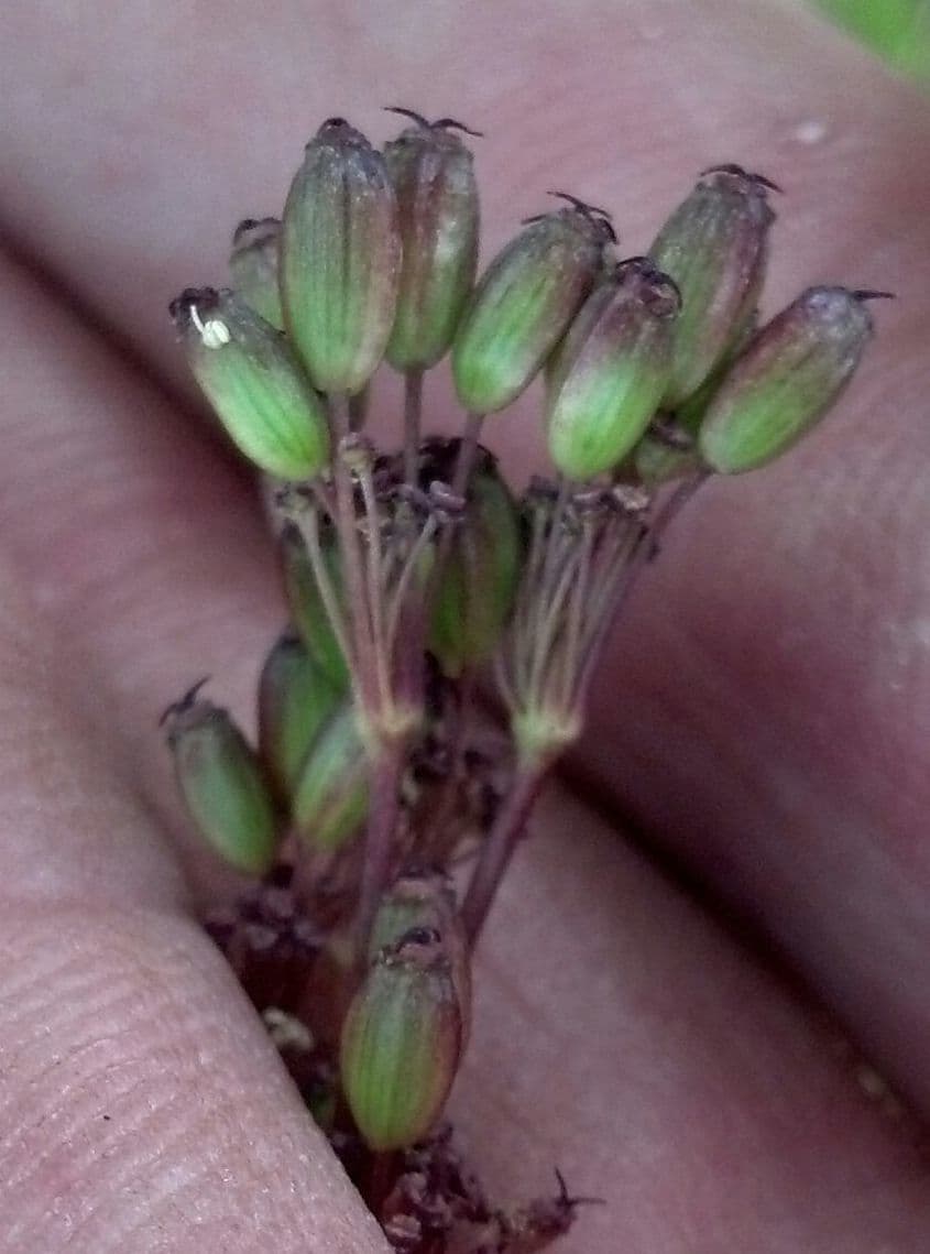 Oxypolis fendleri 3