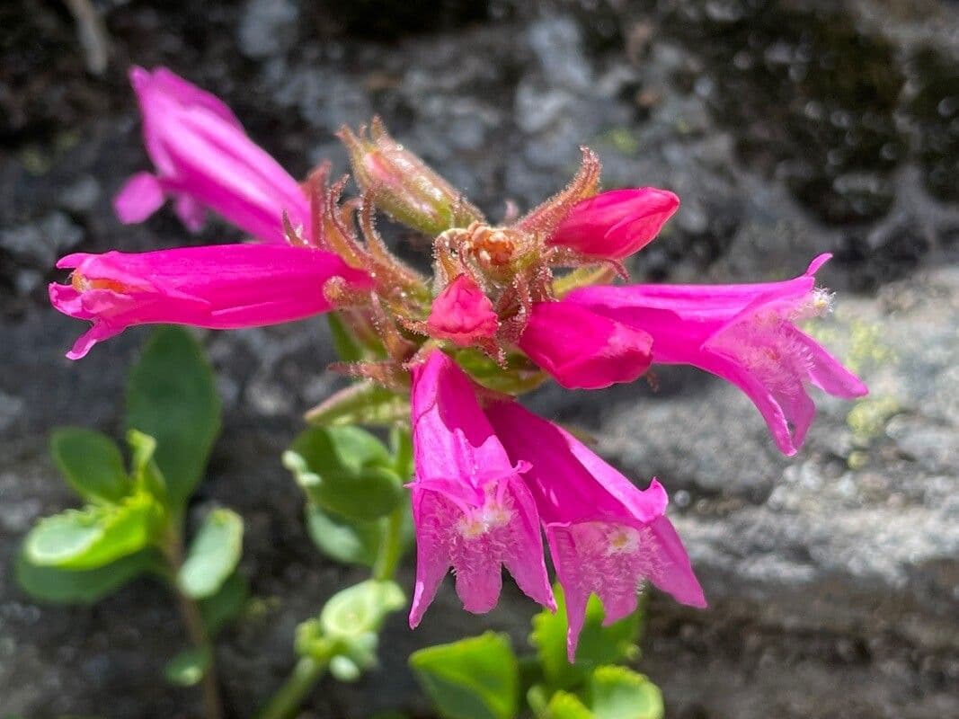 Penstemon newberryi 6
