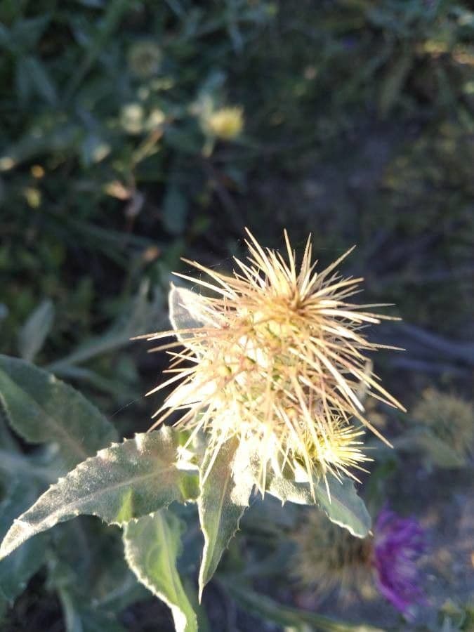Centaurea 3
